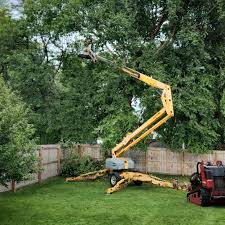 Reliable Rodeo, CA Tree Services Solutions