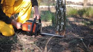 Best Tree and Shrub Care  in Rodeo, CA